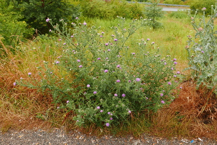 P1030004